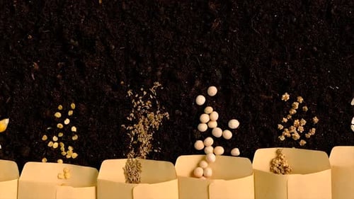 Seeds on the Soil for the Sowing Season