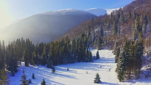 Dark Forest of Evergreen Trees Covered with Snowwhite Snow Under Lush Clouds