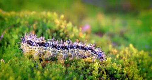 Hairy Caterpillar Crawling on Green Moss