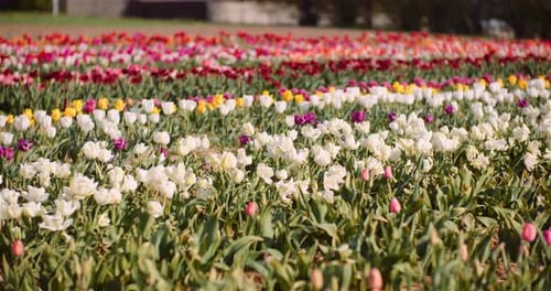 Beautiful Tulips Blooming on Flowers Plantation