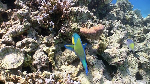 Bunte Fische am Korallenriff, Rotes Meer 3