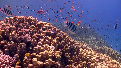 Colorful Fish on Coral Reef, Red Sea 5