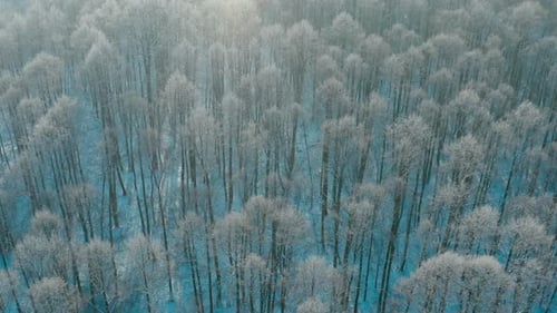 Calm Cinematic Flight Above Snowy Forest In Winter Frosty Day