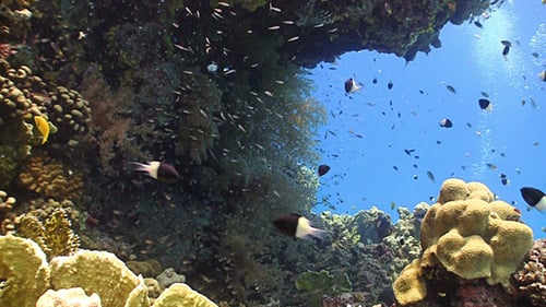 Colorful Fish on Vibrant Coral Reef 2