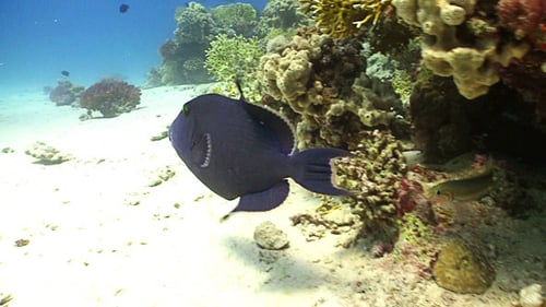 Colorful Fish on Vibrant Coral Reef, Red Sea