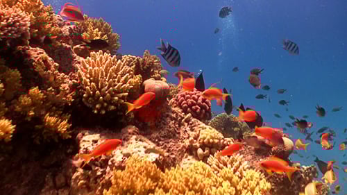 Colorful Fish on Vibrant Coral Reef, Red Sea 3