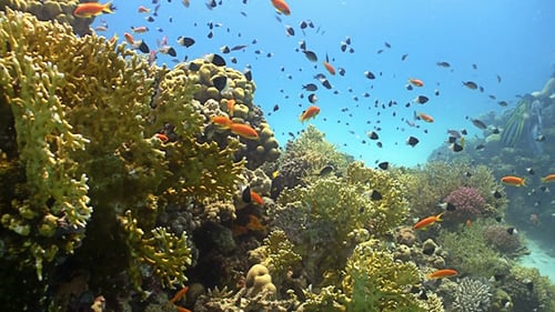 Colorful Fish on Vibrant Coral Reef, Red Sea 4