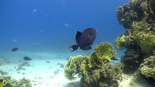Colorful Fish on Vibrant Coral Reef, Red Sea 5