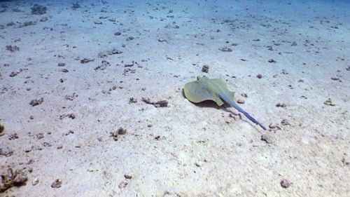 Blue Spotted Stingray Swims on the Coral Reef