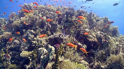 Colorful Fish on Vibrant Coral Reef, Red Sea 7