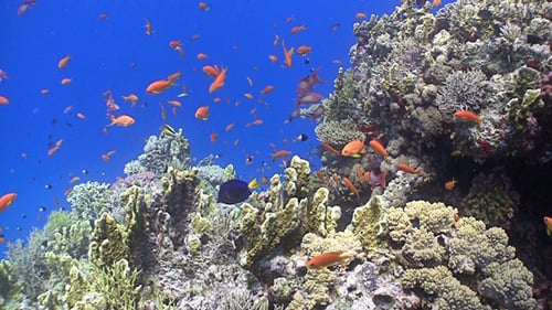 Colorful Fish on Vibrant Coral Reef, Red Sea 7