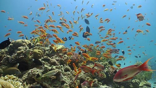 Colorful Fish on Vibrant Coral Reef, Red Sea 8