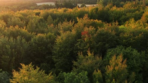 Aerial View of Green Forest During Golden Hour