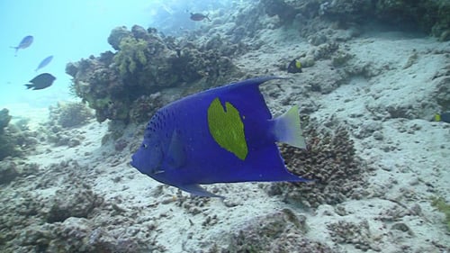 Colorful Fish on Vibrant Coral Reef, Red Sea 9