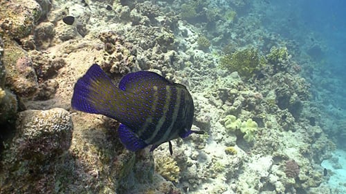 Colorful Fish on Vibrant Coral Reef, Red Sea 10
