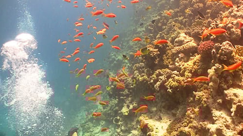 Colorful Fish on Vibrant Coral Reef, Red Sea 11