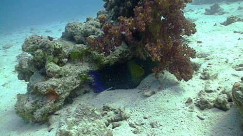 Colorful Fish on Vibrant Coral Reef, Red Sea 12