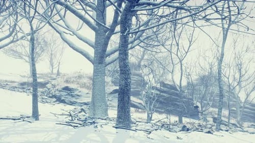Winter Deciduous Forest on a Foggy Morning