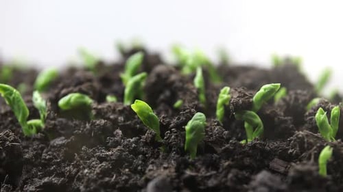 Time Lapse of Vegetable Seeds Growing and Sprouting From the Ground Newborn Pea Plant in Greenhouse