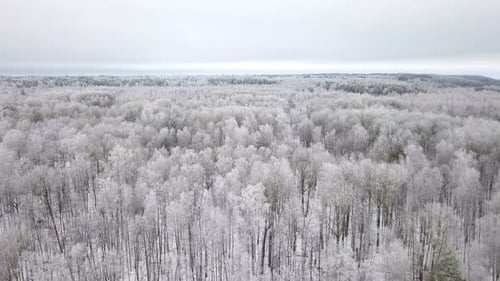 Winter Forest Road
