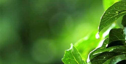 Rain Drops On Green Leaves