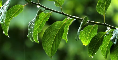 Rain Drops And Green Leaves
