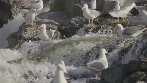 Möwen auf einem felsigen Fluss