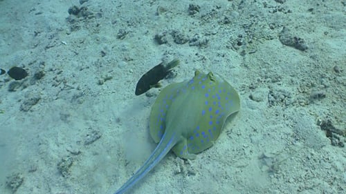 Blue Spotted Stingray Swims On The Coral Reef, Red 2