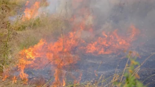 Fire Dry Grass in Field Near the Village in Summer Wildfire of Dry Stubble