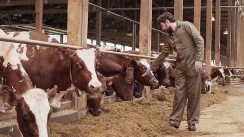 Granjero masculino acercándose a las vacas
