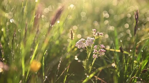 Wildblumen und Gras Nahaufnahme nach dem Regen auf der Wiese in der Sonne