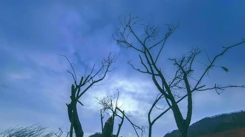 Time Lapse of Death Tree and Dry Yellow Grass at Mountian Landscape with Clouds and Sun Rays