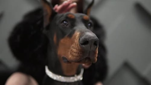Elegant Doberman Pinscher Dog with Woman