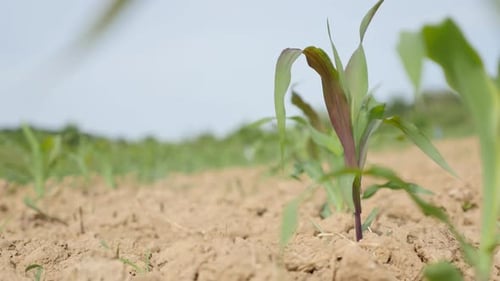 Maisfeldplantage auf dem Wind winkt 4K 3840X2160 UltraHD-Aufnahmen - Pflanzen im kultivierten Maisfeld