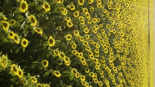 Vertical video of sunflower Field