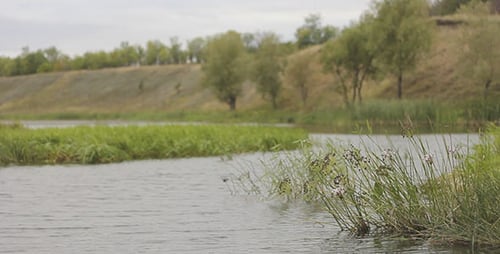 Grünes Gras im Wasser