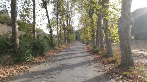 Autumn Road
