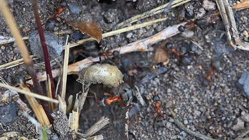 Nid de fourmis macro 4