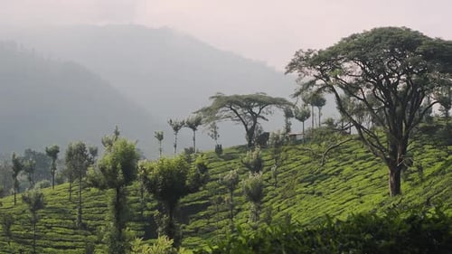 Une ambiance paisible et relaxante le matin à Munnar en Inde - Une ambiance environnementale fraîche sur une colline