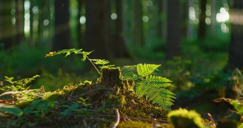 Ein alter Baumstumpf ist mit Moos bedeckt, ein Farn wächst aus einem gefällten Baum.