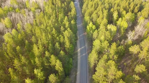 Car On Forest Road In A Countryside