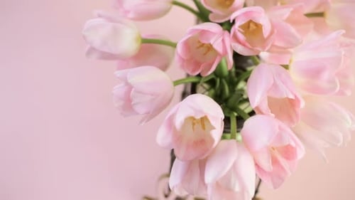 Pink Tulips Bouquet in Vase Close Up Defocus