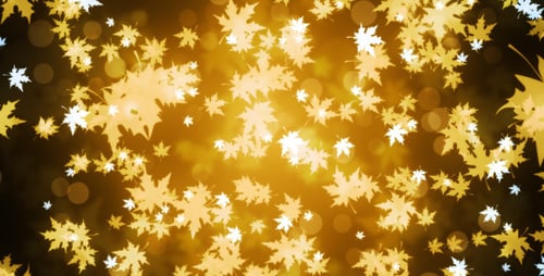 Golden Maple Leaves