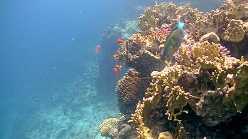Colorful Fish On Vibrant Coral Reef, Red Sea