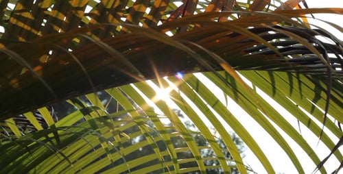 Sun Shining Through Palm Fronds on Tropical Day