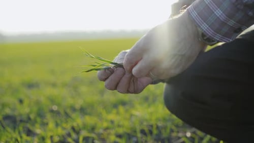 Wrinkled Farmer's Hands Cut Spring Wheat Leaves and Check on Field.