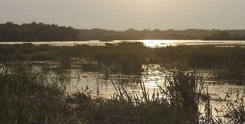 Sun Glares on a Swamp At Sunset