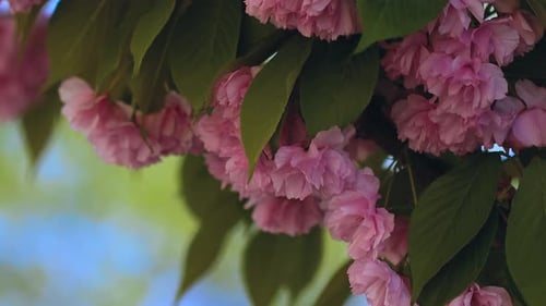 Sakura japonesa com flores bonitas. Lindas flores rosa e vermelhas balançam ao vento.