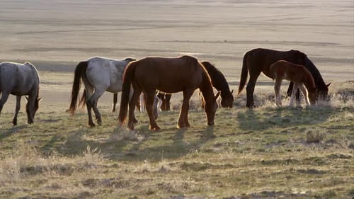Wild Horses Grazing Peacefully in Rural Meadow