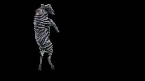 Animated 3D Dancing Zebra Character